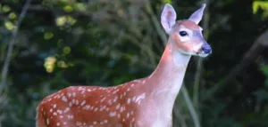 deer-fawn