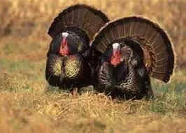 wild-turkeys
