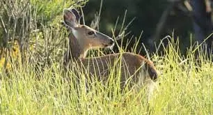 antlerless-deer-hunting