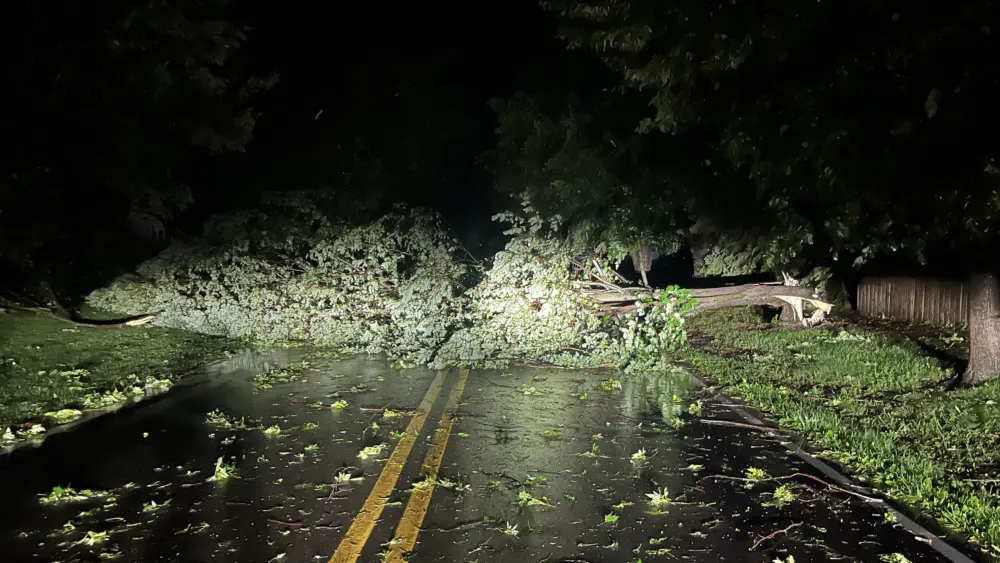 rockwell-tree-across-the-road-7-29-25