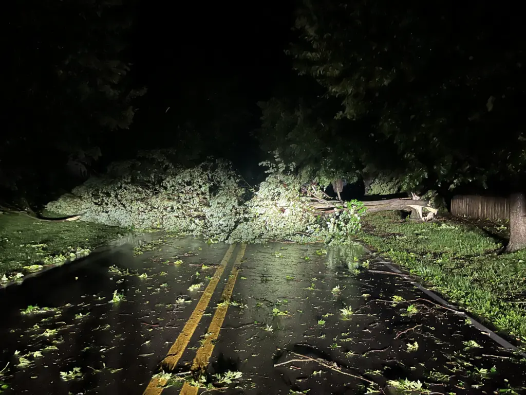 rockwell-tree-across-the-road-7-29-25