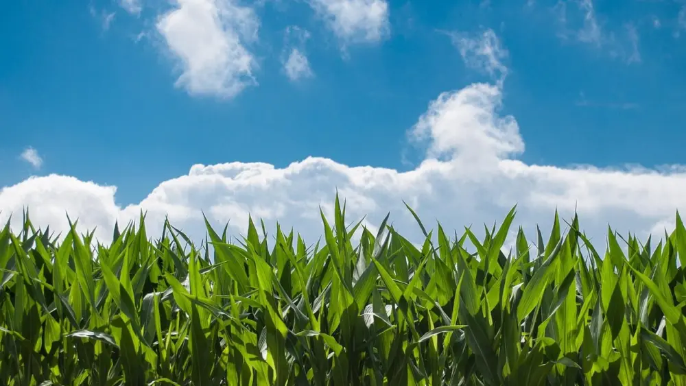 File photo. Corn field. Stock image.