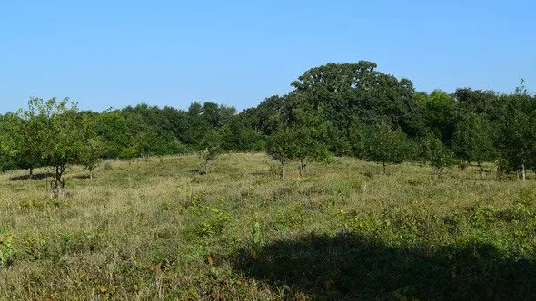 Oaks were planted randomly on the higher elevation 20 years ago to recreate a savanna, and the DNR has managed the planting to maximize opportunity for success. Photo courtesy of the Iowa DNR.