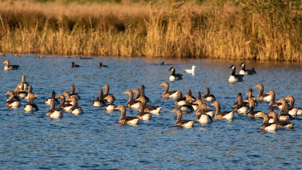 geese-and-duck-birds-on-water
