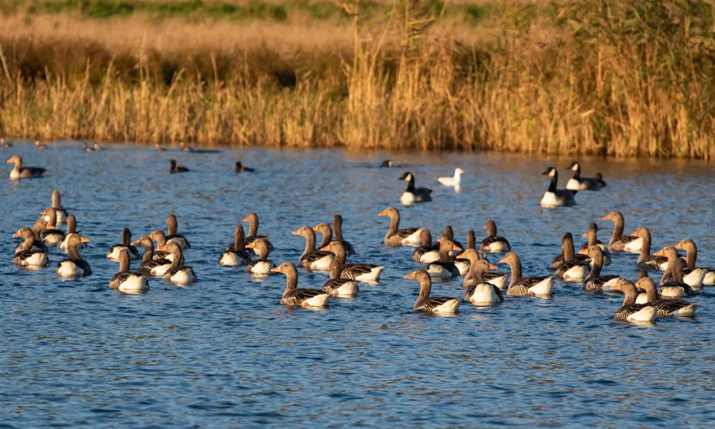 geese-and-duck-birds-on-water