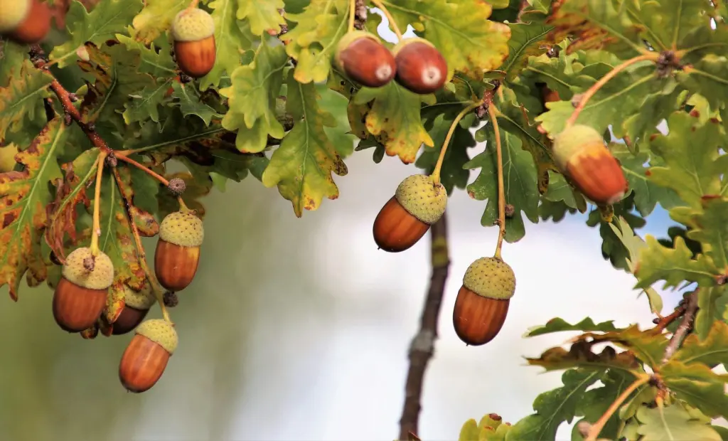 acorns