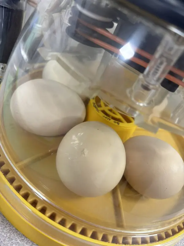 eggs-in-incubator