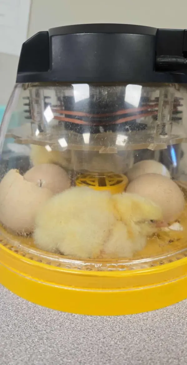 chick-in-incubator