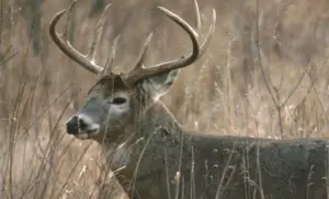 (Iowa Department of Natural Resources photo)