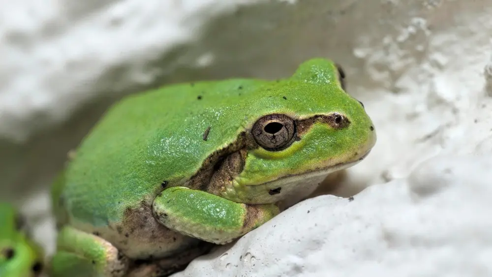 frog-7396004_1920