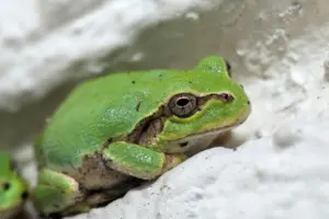 frog-7396004_1920