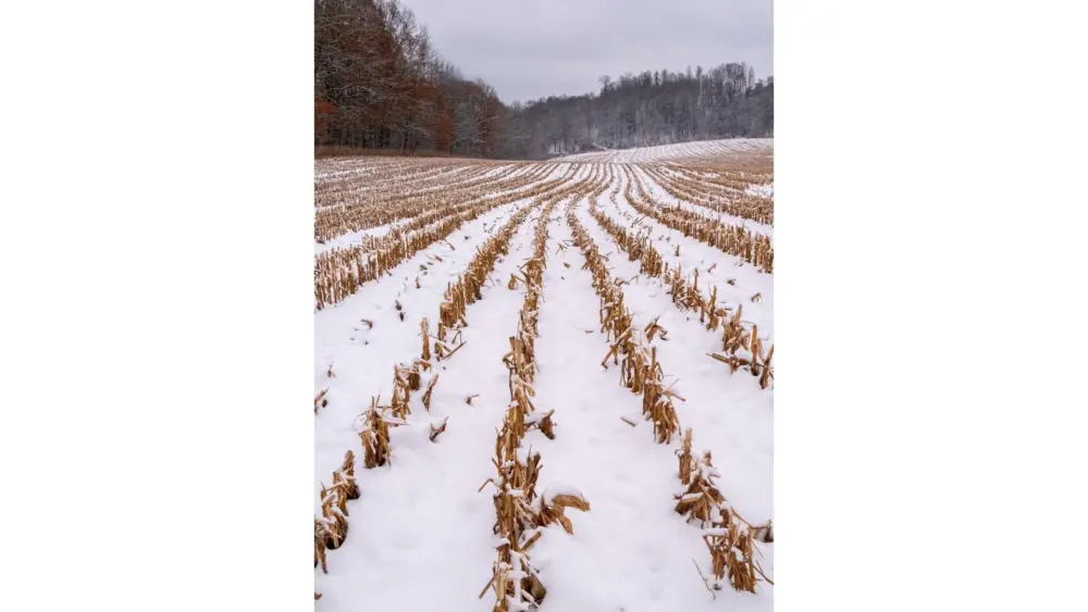 corn-field-snow-winter