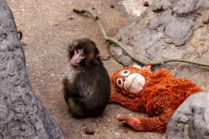 00xp-punch2-qwlg-superjumbo-v2-from-the-new-york-times