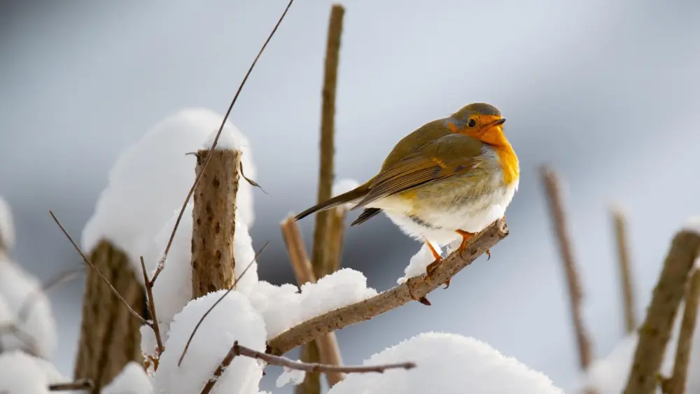 fotoblend-robin-8446944_1920