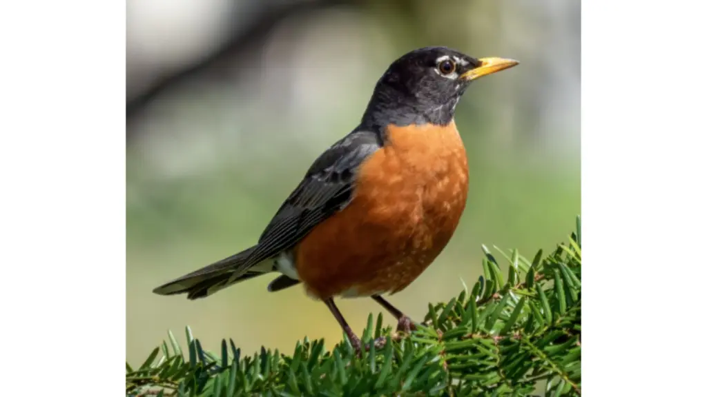 untitled-design-28-3