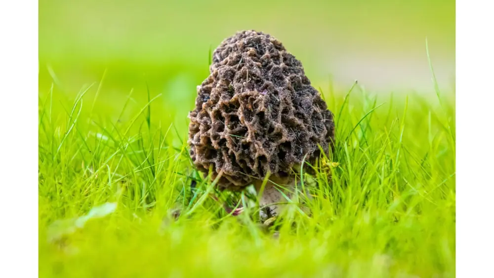 untitled-design-63-2