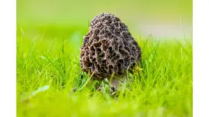 untitled-design-63-2