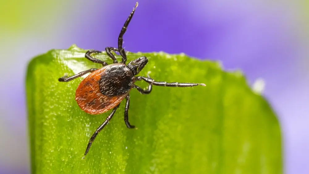 tick-bug-insect