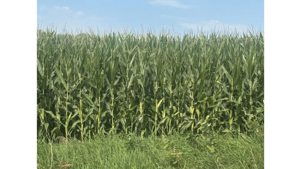 corn-crop-green