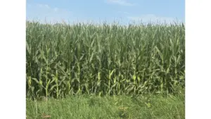 corn-crop-green