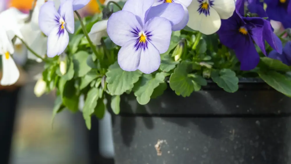 couleur-pansy-4792935