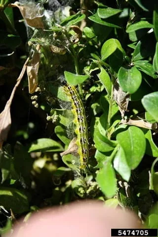 box-tree-caterpillar