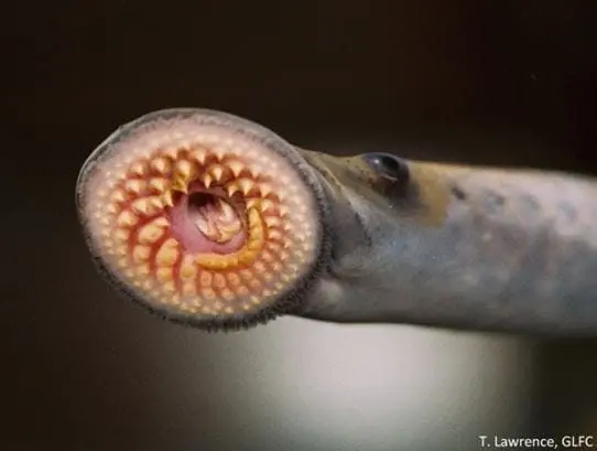 sealamprey1