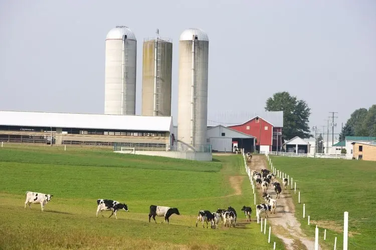 msu-dairy-farm-image