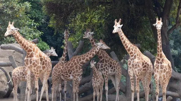 getty_giraffes_08212591087