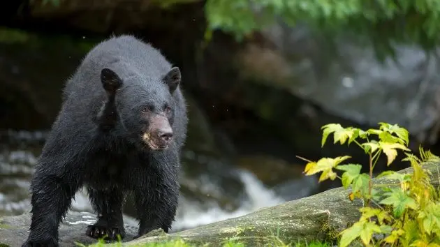 getty_bear_082925149550