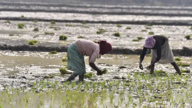 news_agriculture_012126355652