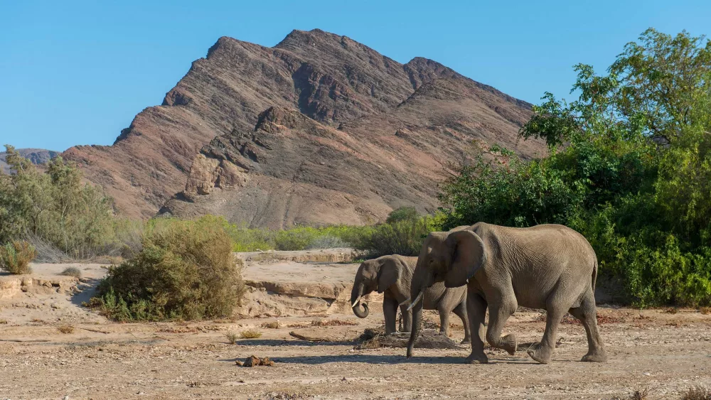 Namibia to kill elephants, zebras, hippos, give meat to people affected by drought