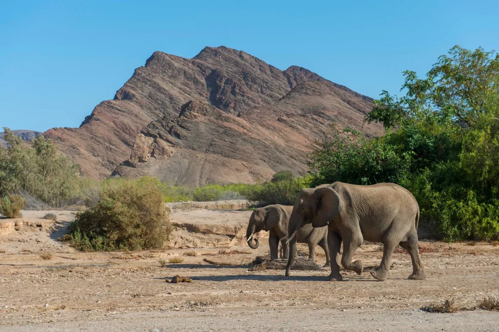 Namibia to kill elephants, zebras, hippos, give meat to people affected by drought