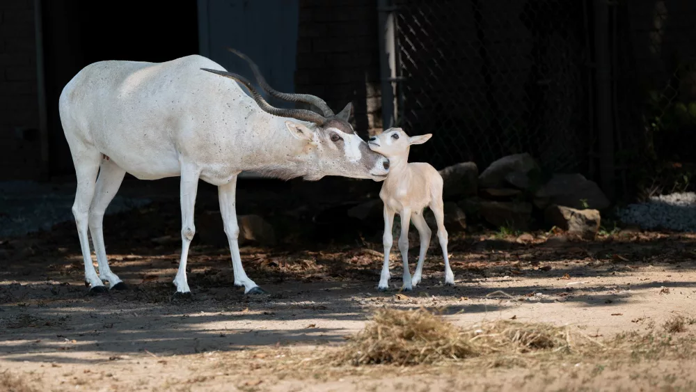 Louisville Zoo welcomes baby addax as species faces possible extinction