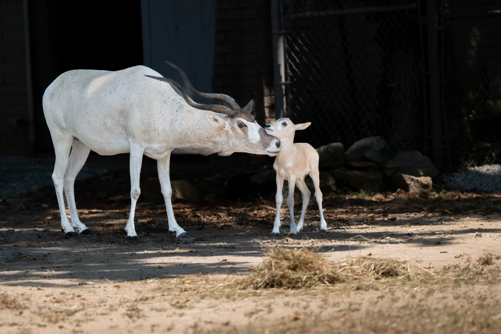 Louisville Zoo welcomes baby addax as species faces possible extinction