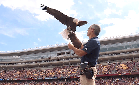 Freedom Grounded! Georgia Southern's live bald eagle mascot will miss Saturday's game