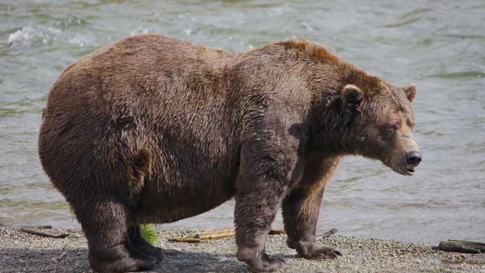 Online voting in Alaska's Fat Bear Week contest starts after an attack killed 1 contestant