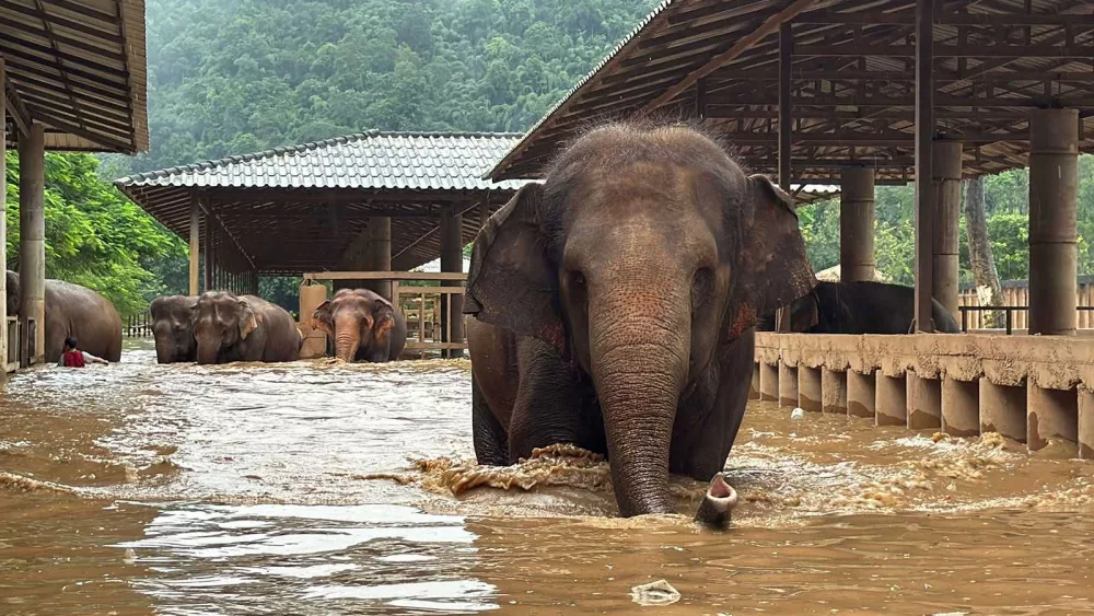 WATCH: About 100 elephants escape flash floods at sanctuary in Thailand