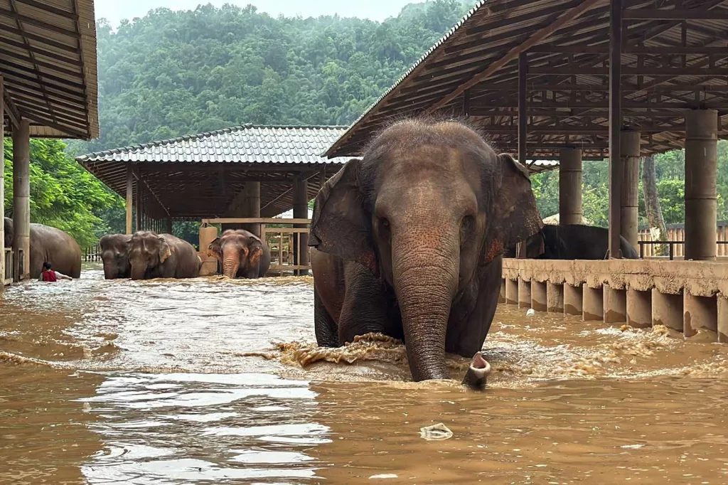 WATCH: About 100 elephants escape flash floods at sanctuary in Thailand
