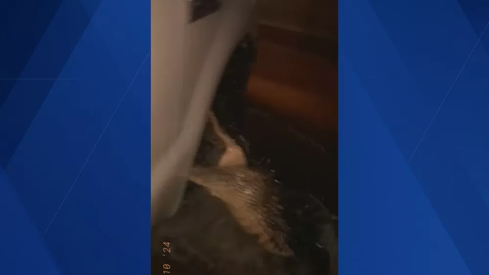 Video: Alligator appears from Hurricane Milton floodwaters