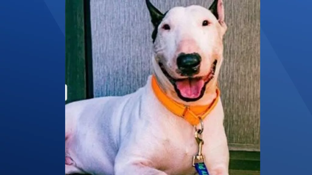 Owner faces animal cruelty charges after troopers rescue dog left in Hurricane Milton's path