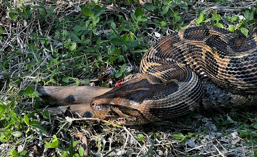 Florida researchers capture Burmese python swallowing grown deer whole
