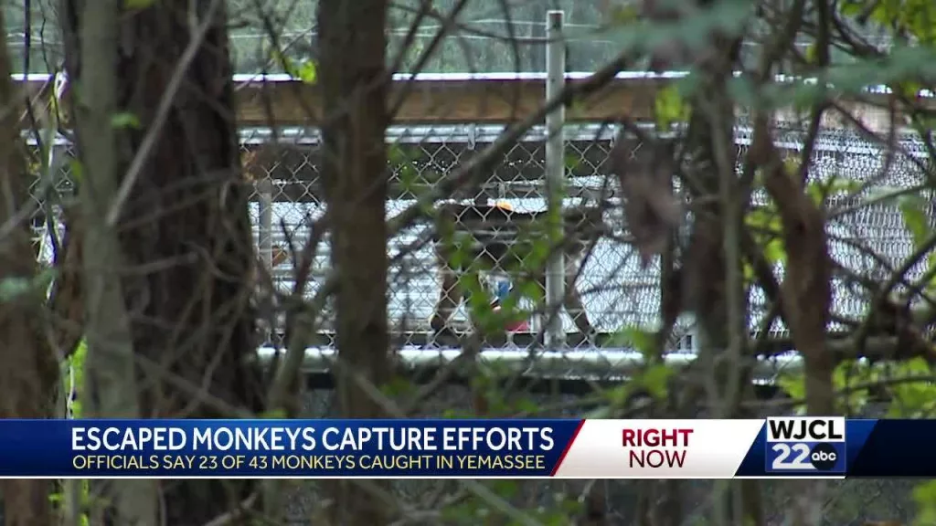 30 monkeys recovered near South Carolina research facility