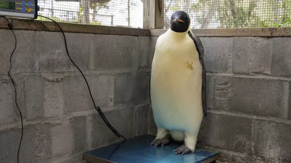 First emperor penguin known to reach Australia found on tourist beach