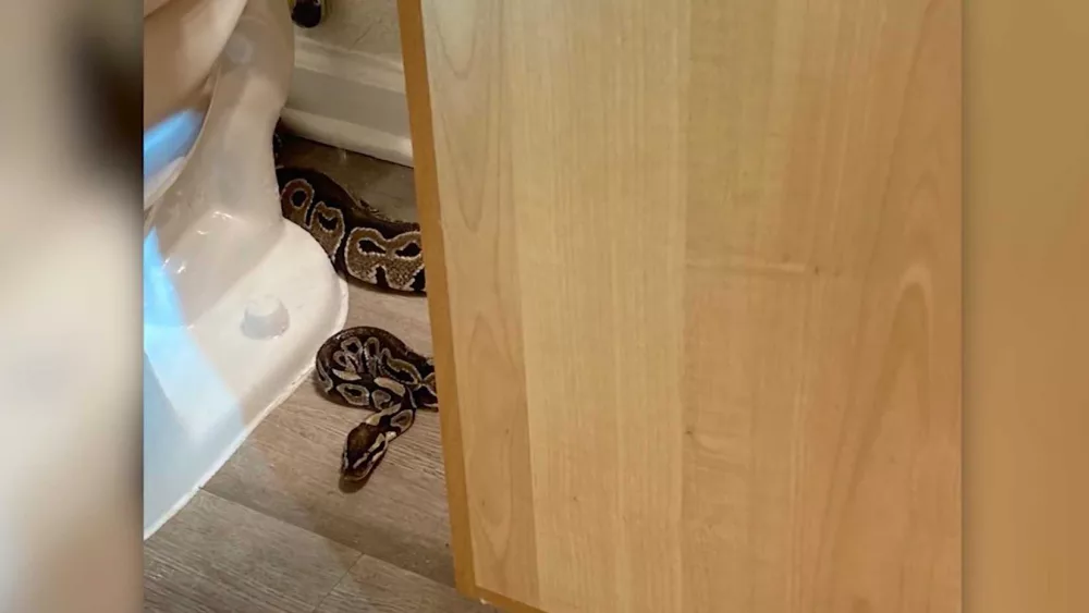 South Carolina woman finds python behind toilet