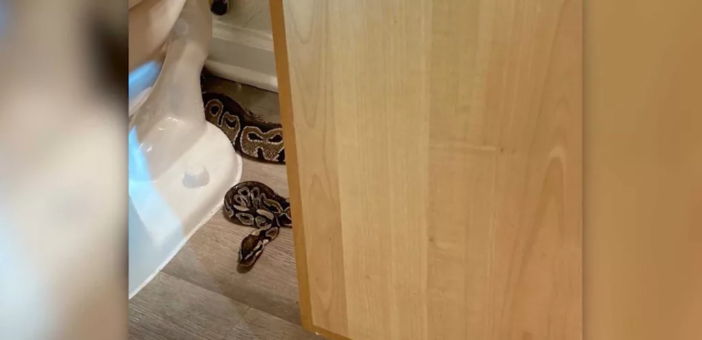 South Carolina woman finds python behind toilet