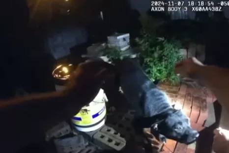 Dog saved from floodwaters in Savannah, now seeking forever home