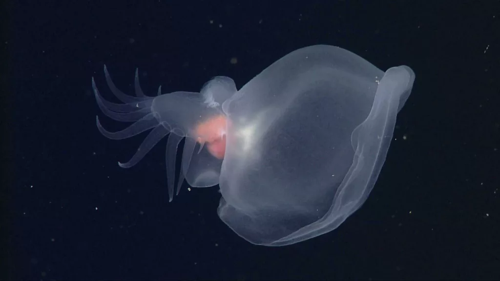 'Mystery mollusk' found in the ocean's midnight zone is unlike anything researchers have seen before