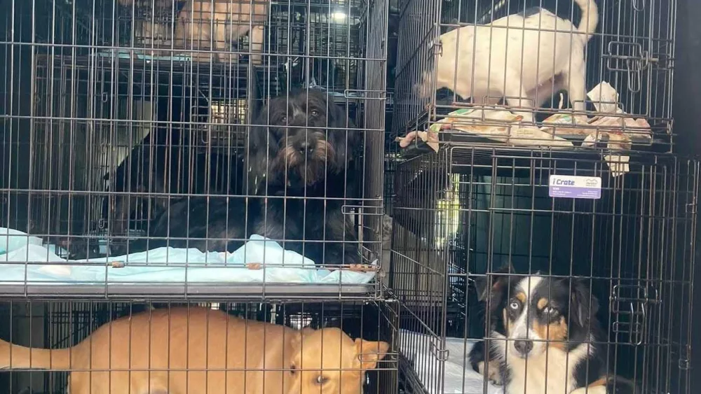 Over a dozen dogs rescued from a Pembroke shelter after found in poor conditions