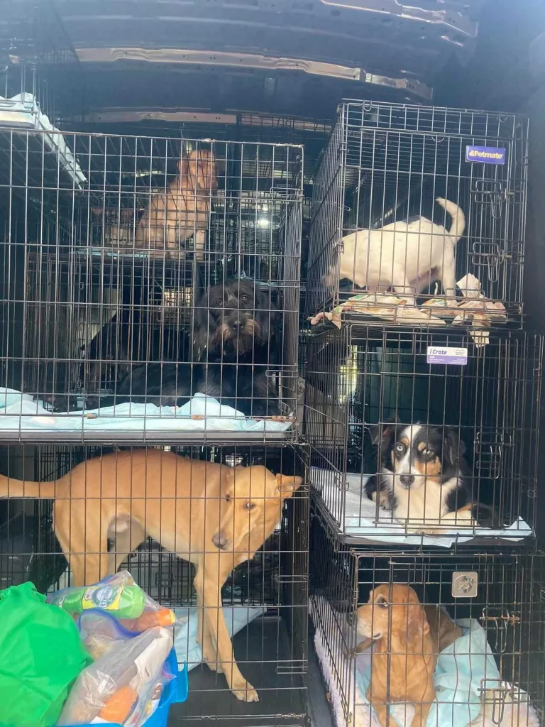 Over a dozen dogs rescued from a Pembroke shelter after found in poor conditions